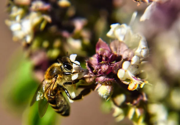 Plan Sélectif Une Petite Abeille Mellifère Pollinisant Une Belle Fleur — Photo