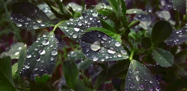 Beautiful Macro Shot Small Water Drops Leaves Rain — Zdjęcie stockowe