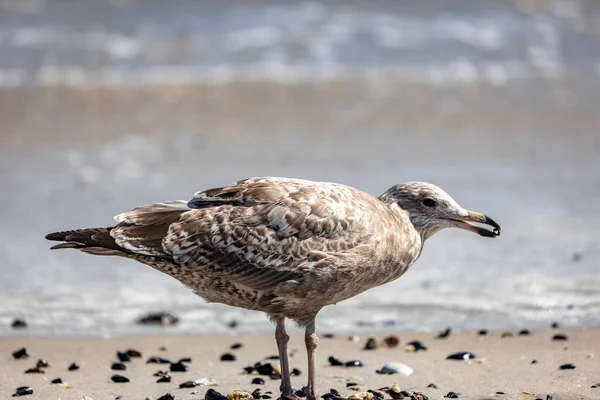 Gabbiano Riva Mare Beach Rockaway New York Usa — Foto Stock