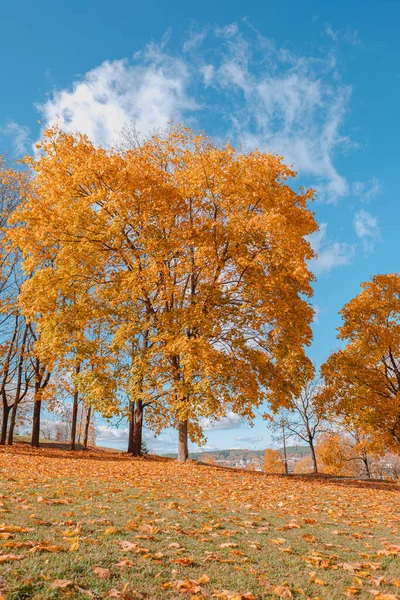 Uma Visão Natural Folhas Outonais Galhos Árvore Contra Dia Ensolarado — Fotografia de Stock