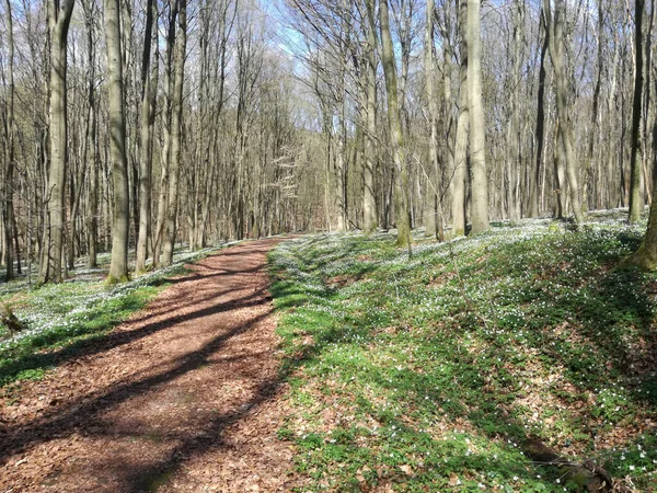 Sentiero Attraverso Una Pineta All Inizio Della Primavera — Foto Stock