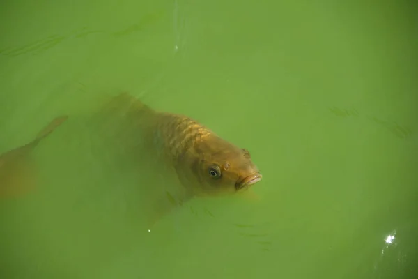 Μια Υψηλής Γωνίας Λήψη Ψαριών Που Κολυμπούν Στο Πράσινο Νερό — Φωτογραφία Αρχείου