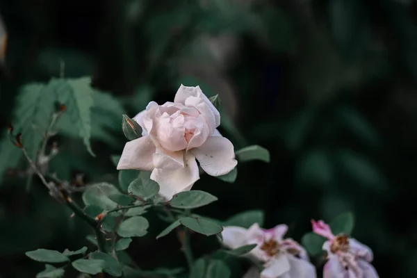 Крупный План Розовых Садовых Роз Растущих Поле Размытым Фоном — стоковое фото