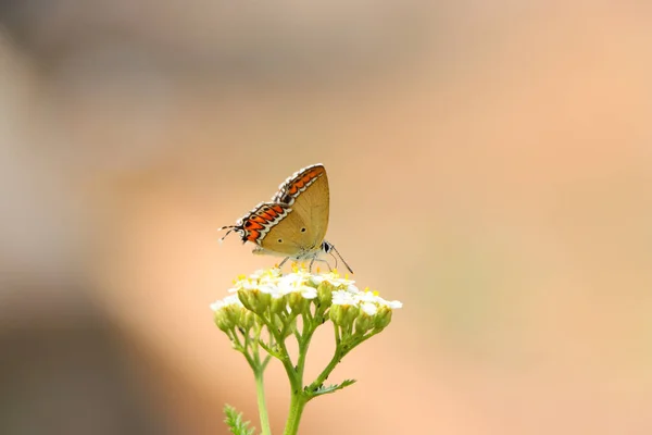 背景がぼやけた白い花に美しいレプトペラ蝶の選択的な焦点 — ストック写真