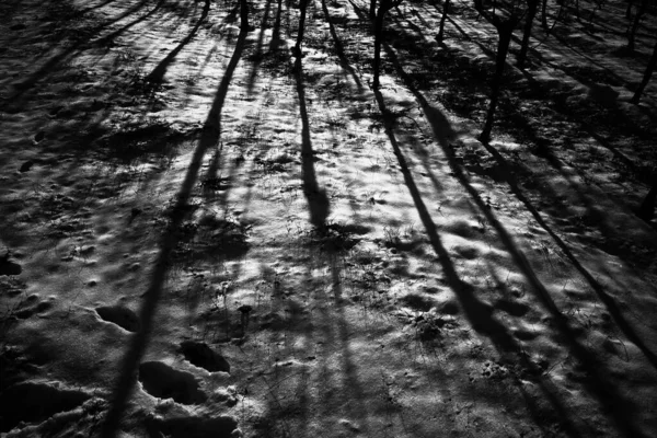 Μια Γκρι Φωτογραφία Από Σκιές Κορμού Δέντρου Ρίχνονται Στο Έδαφος — Φωτογραφία Αρχείου