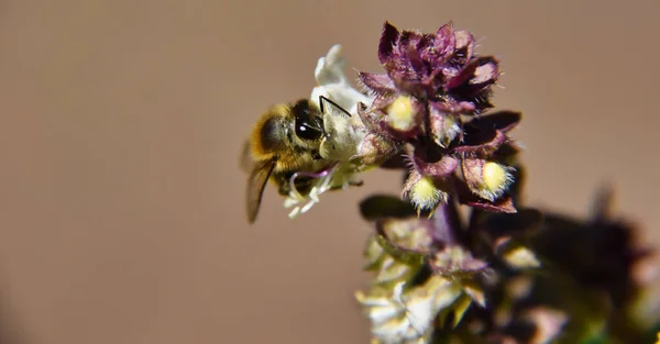 Tiro Seletivo Foco Uma Abelha Pequena Que Poliniza Uma Flor — Fotografia de Stock