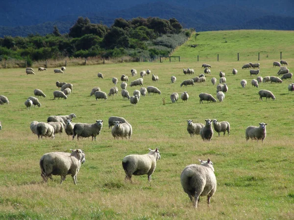 Rebaño Ovejas Pastando Campo Con Hermosas Vistas Las Montañas Fondo — Foto de Stock