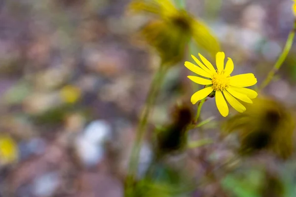 High Angle Close Shot Growth Yellow Wild Flower Background Land — Zdjęcie stockowe