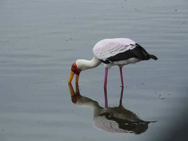 Beautiful View Indian Beak Drinking Lake — Zdjęcie stockowe