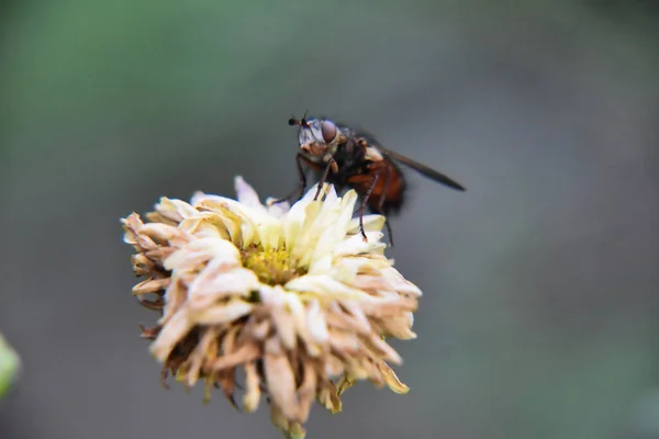 Close Shot Fly Perched Faded Droop Chrysanthemum Flower Garden — Photo