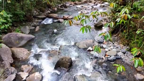 森林中河流的美丽景色 — 图库视频影像