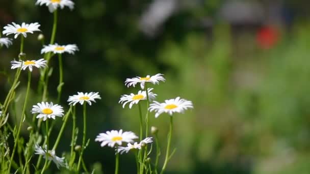 Flores Bonitas Jardim — Vídeo de Stock