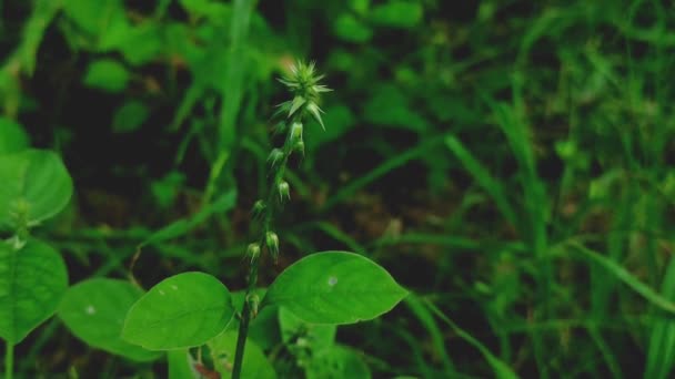 Folhas Verdes Jardim — Vídeo de Stock