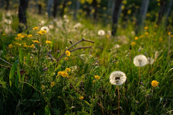 Een Veld Van Paardebloemen Kleine Gele Bloemen — Stockfoto