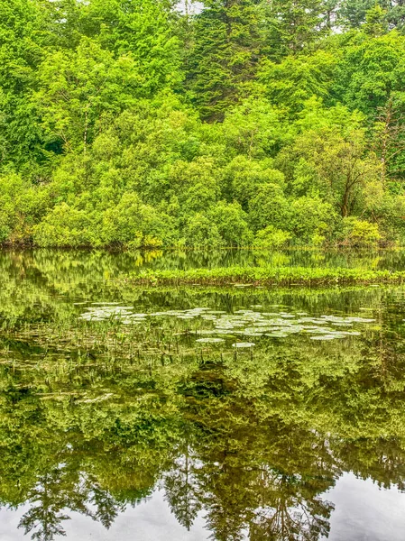 Green Lush Foliage Reflecting River Water Surface Connemara Loop Ireland — Stock fotografie