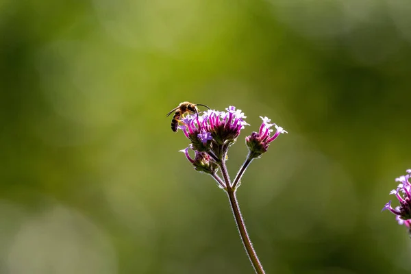 Beautiful Closeup Bee Purpletop Vervain Flowering Plant Blurry Green Background — стоковое фото
