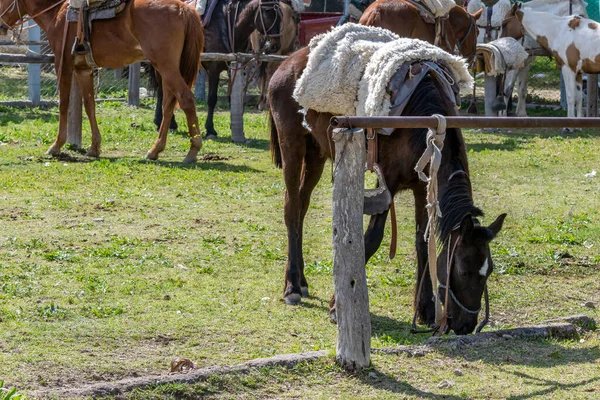 Argentine Gaucho Horse Corral Tied Metal Fence — Foto de Stock
