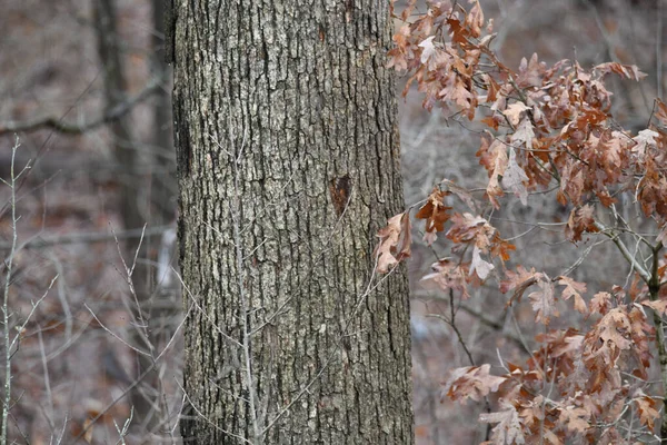 Ağaç Gövdesinin Kuru Yapraklı Dalların Yakın Çekimi — Stok fotoğraf