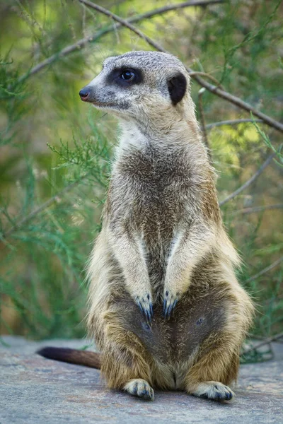 Disparo Vertical Suricata Pie Mirando Hacia Los Lados — Foto de Stock