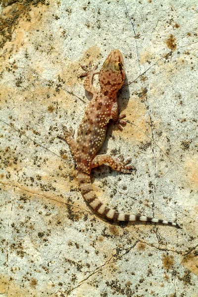 Vertical Shot Mediterranean House Gecko Crawling Rock Hemidactylus Turcicus Greece — 스톡 사진