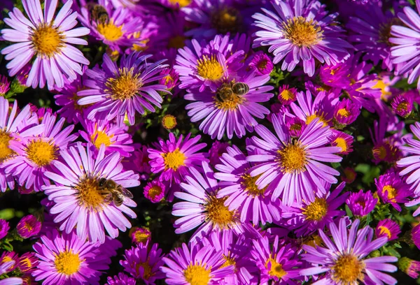 Beautiful Purple Aster Oblongifolius Flowers — Fotografia de Stock
