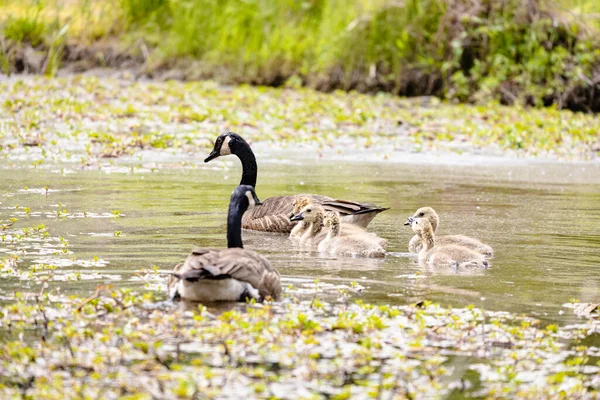 Family Geese Ernest Oros Wildlife Preserve Avenel New Jersy Usa — Stock Photo, Image