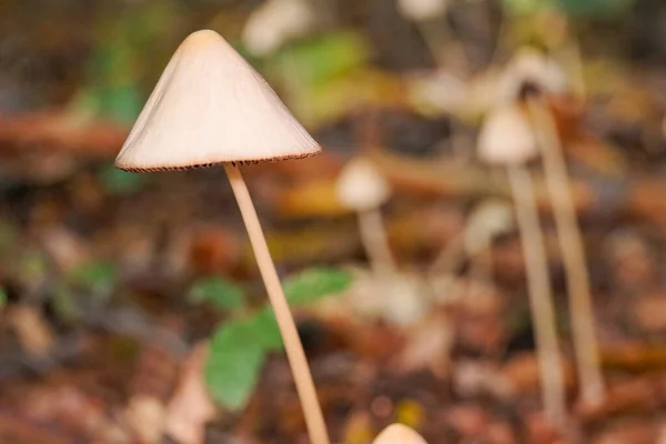 Tiro Seletivo Foco Mycena Crescente — Fotografia de Stock