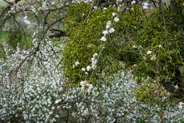 Eine Mistel Die Frühling Auf Einem Obstbaum Wächst — Stockfoto