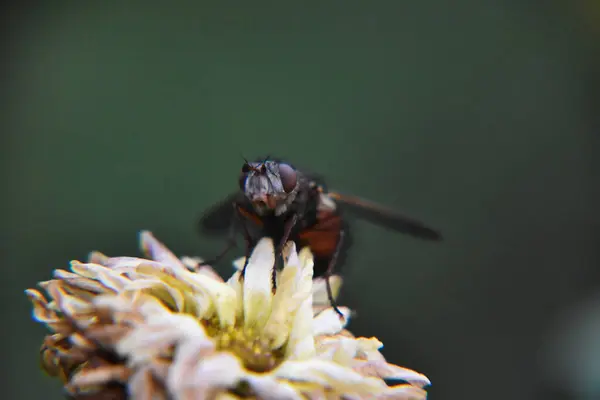 Nahaufnahme Einer Fliege Auf Einer Verblassten Chrysanthemenblume Garten — Stockfoto