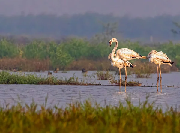 Tiro Seletivo Foco Uma Família Flamingo Lago — Fotografia de Stock