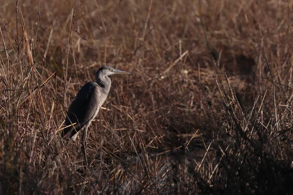 Closeup Gray Heron Dry Field — Foto Stock
