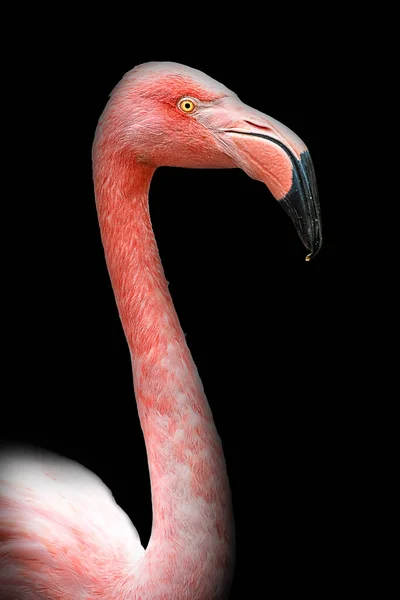 Een Flamingo Met Zwarte Achtergrond — Stockfoto