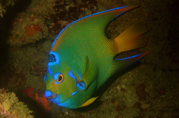 Una Hermosa Imagen Cercana Pez Ángel Marino Colores Bajo Mar —  Fotos de Stock