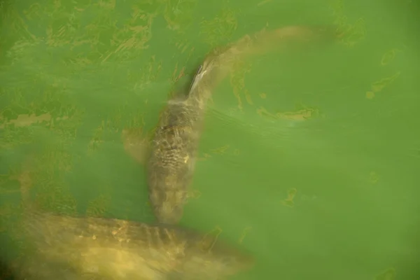 Eine Aufnahme Von Fischen Die Grünen Wasser Schwimmen — Stockfoto