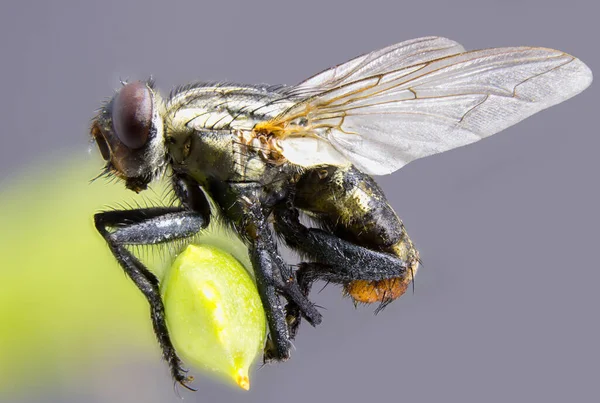 苍蝇白天栖息在自然界中的植物上的苍蝇的宏观照片 — 图库照片