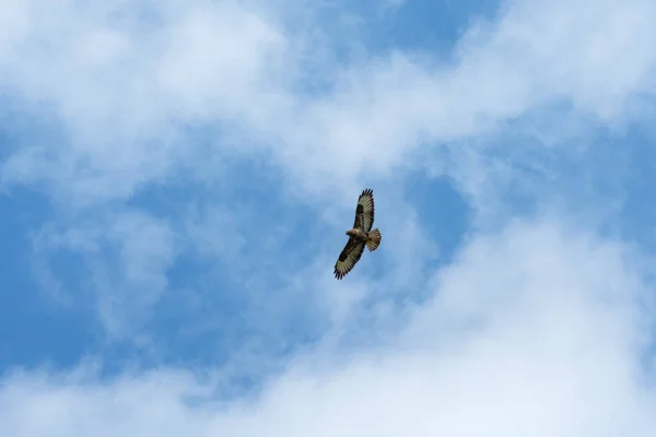 Low Angle Shot Buzzard Flying Cloudy Sky — Stock Photo, Image