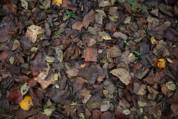 Zbliżenie Mokrych Jesiennych Liści Ziemi Zewnątrz — Zdjęcie stockowe