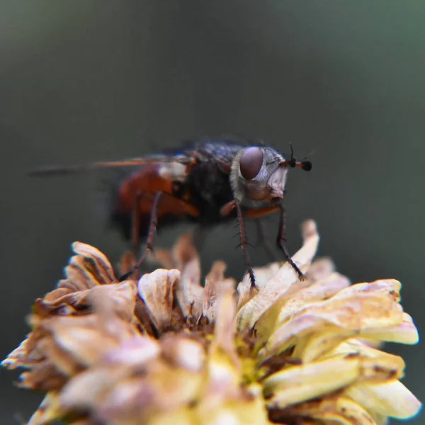 Primer Plano Una Mosca Una Flor Crisantemo Descolorida Jardín —  Fotos de Stock