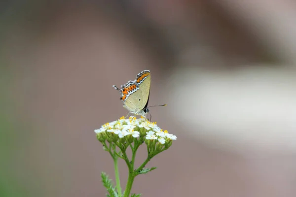 Beautiful Macro Shot Butterfly White Flower Shrub Blurred Background — ストック写真