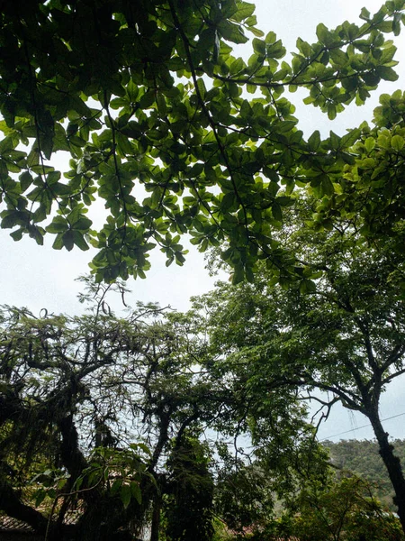 Sebuah Gambar Sudut Rendah Sinar Matahari Menembus Melalui Cabang Cabang — Stok Foto