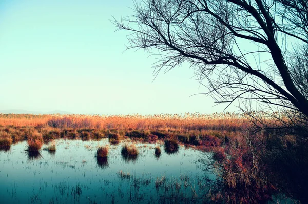 Болотне Озеро Деревами Навколо — стокове фото