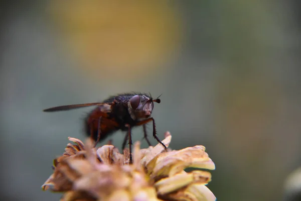 Primer Plano Una Mosca Una Flor Crisantemo Descolorida Jardín — Foto de Stock