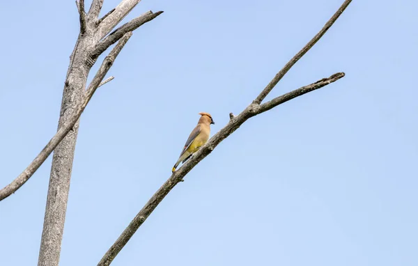 Pequeño Pájaro Posado Sobre Árbol Ernest Oros Wildlife Preserve Avenel — Foto de Stock