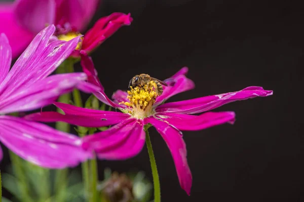 Mor Bahçe Kozmosunun Çiçek Açan Bitkisinin Erkekliğine Yakın Çekim Bir — Stok fotoğraf