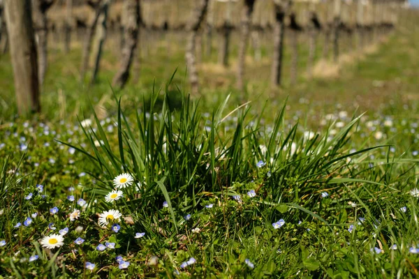 Blossomed White Daisy Flowers Scorpion Grasses Field — Fotografia de Stock