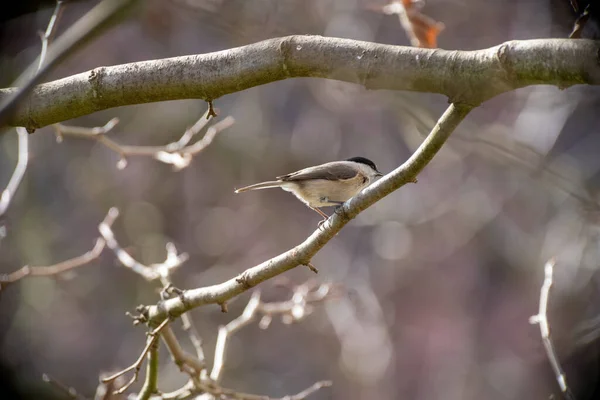 Beautiful Closeup Shot Willow Tit Passerine Bird Tree Twig Back — Fotografia de Stock