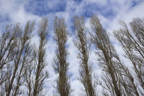 Niskokątne Ujęcie Gołych Drzew Pochmurne Niebo — Zdjęcie stockowe