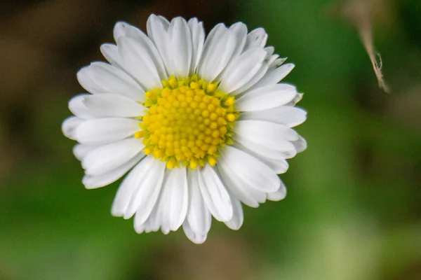 Närbild Grunt Fokus Skott Kamomillblomma Vita Kronblad Och Gul Mitt — Stockfoto