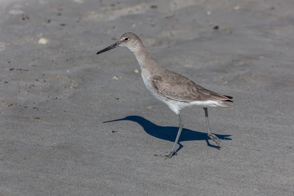 Gros Plan Willet Perché Sur Plage Sable Plein Jour — Photo