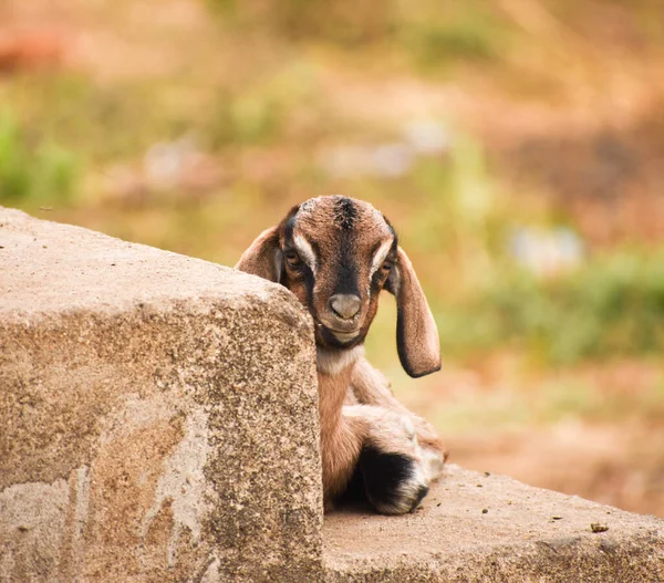 Selective Focus Shot Small Anglo Nubian Goat — Stockfoto